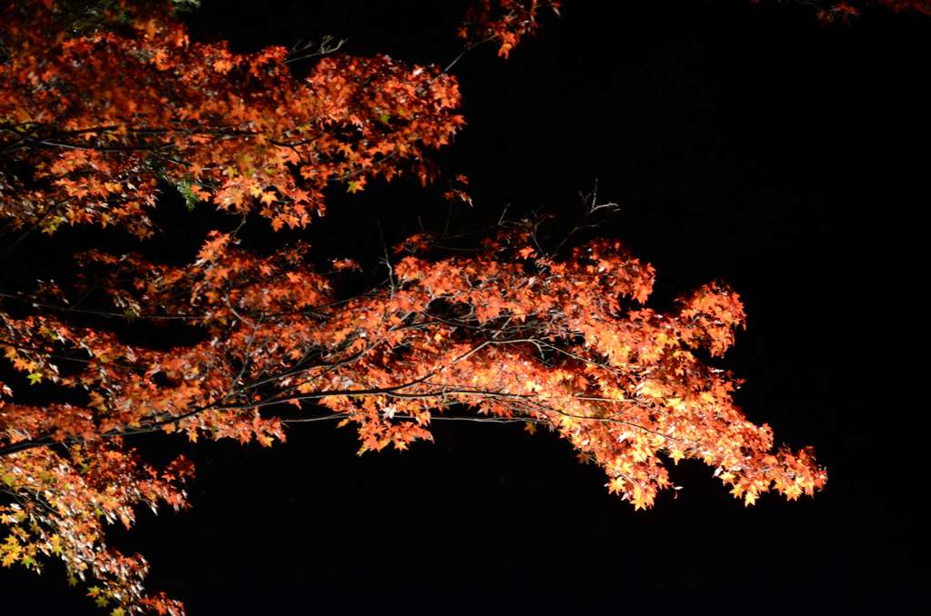 闇に浮かぶ紅葉