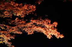 闇に浮かぶ紅葉