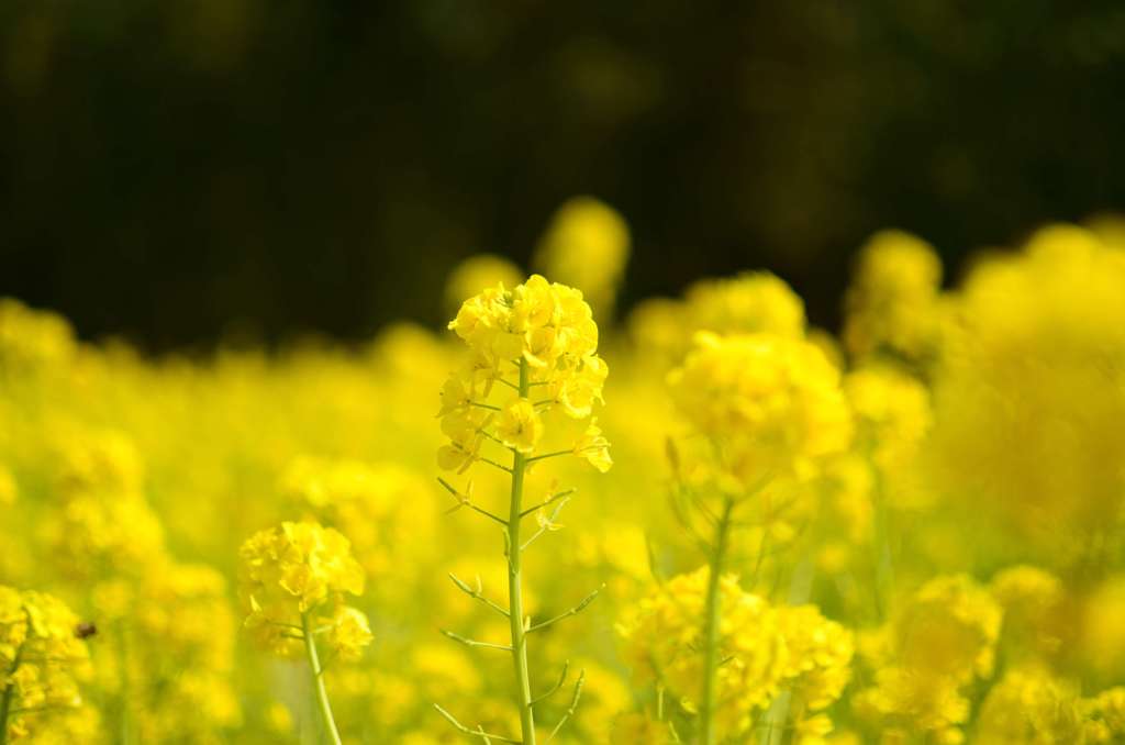 菜の花
