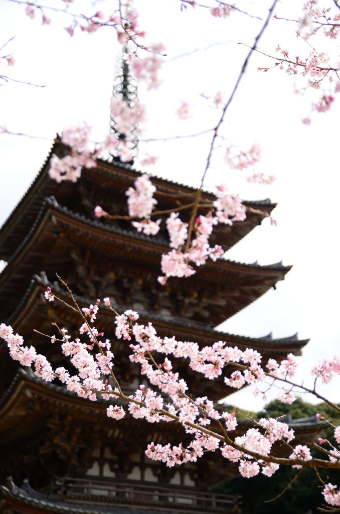 醍醐寺　五重塔