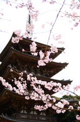 醍醐寺　五重塔