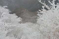 霧氷
