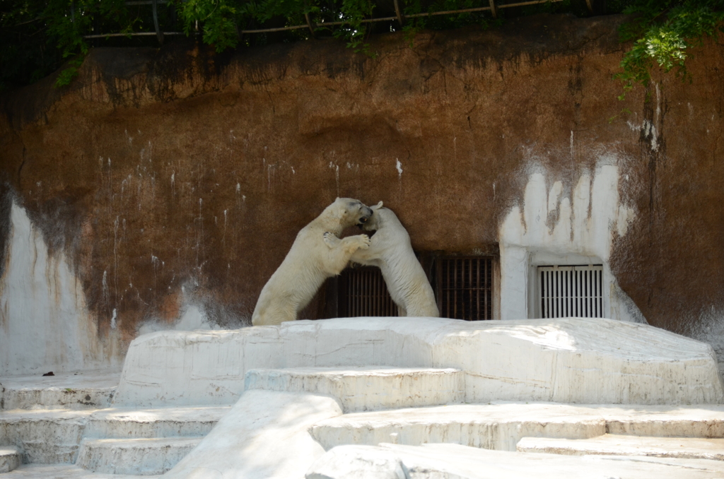 シロクマの戦い
