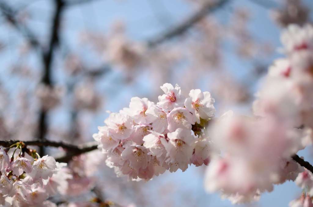 寒桜満開