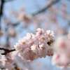 寒桜満開