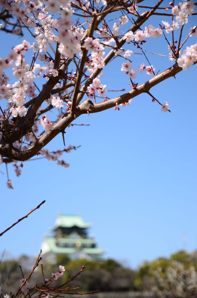 大阪城