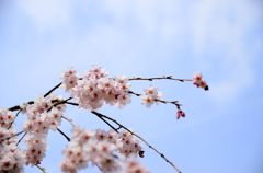 醍醐寺の桜