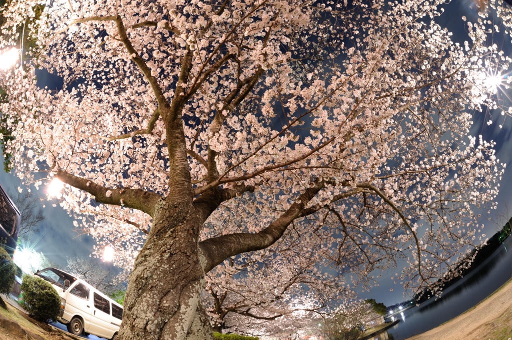 桜！