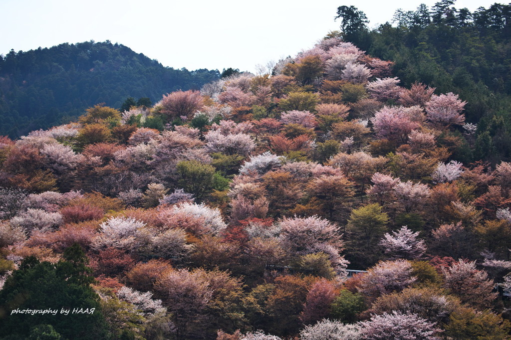 桜まといて。