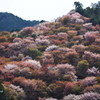 桜まといて。