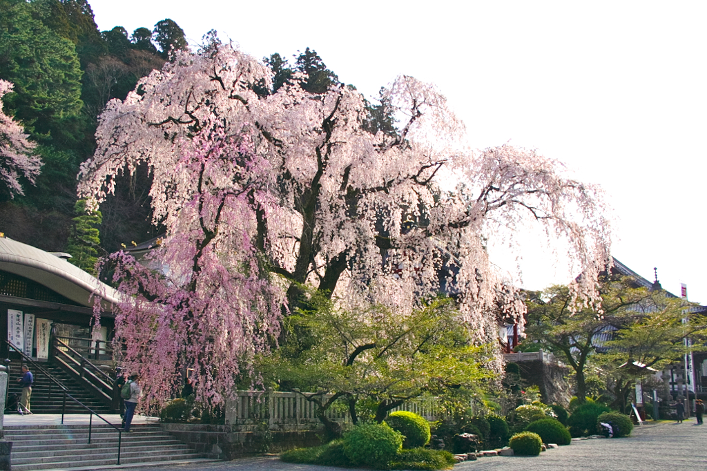 身延山久遠寺の枝垂れ桜２。