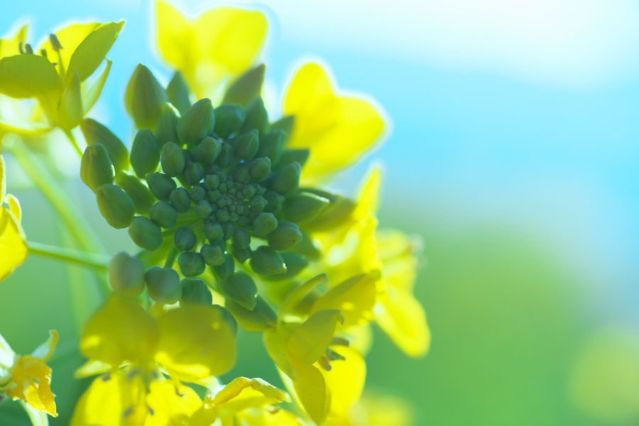 菜の花001