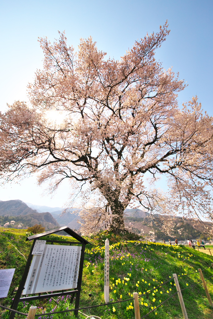 わに塚の桜。