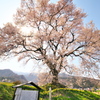 わに塚の桜。