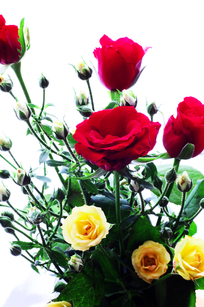 薔薇を飾って。
