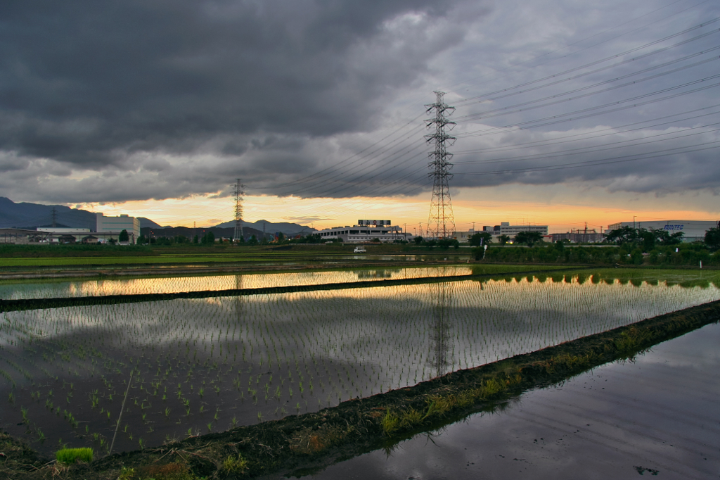雨の後に。