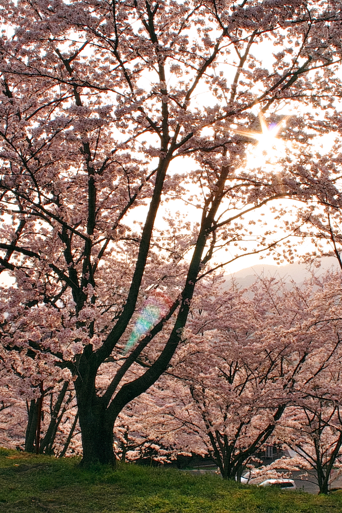 陽桜。