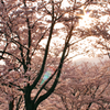 陽桜。