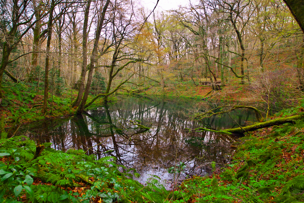 Green pond。