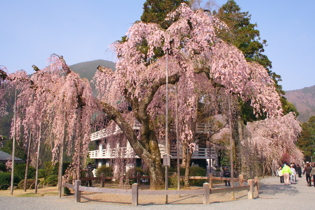 身延山久遠寺の枝垂れ桜。