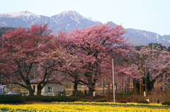 桜と水仙とアルプス。