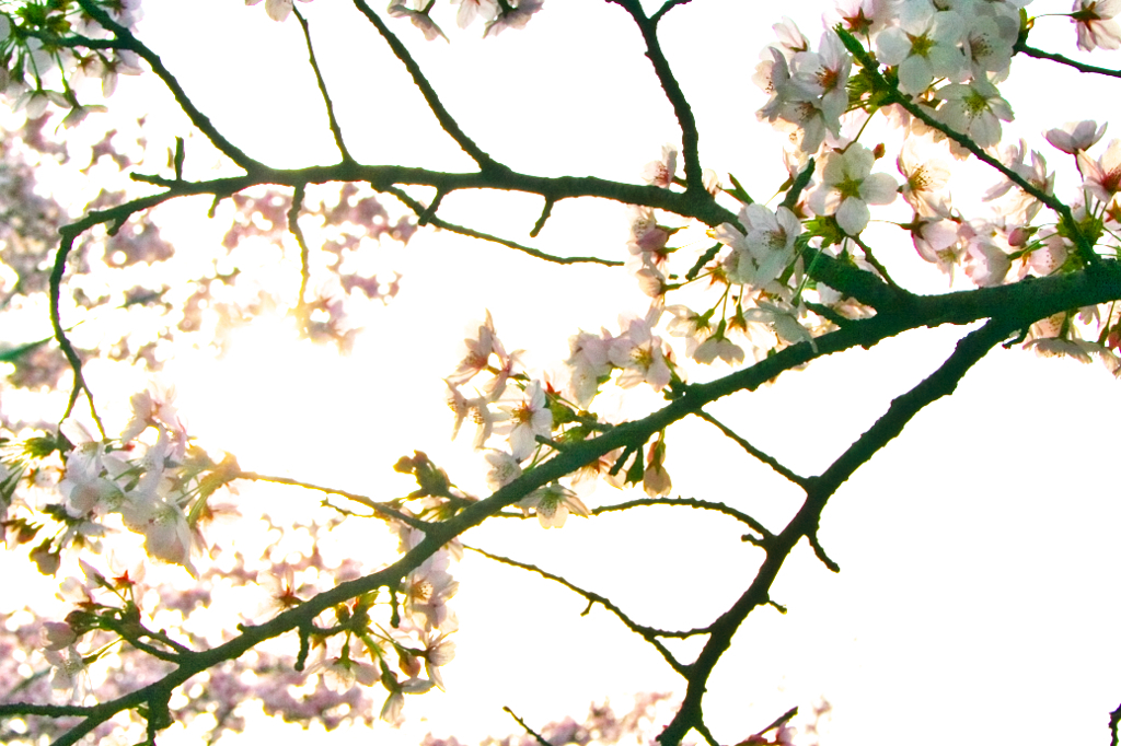 桜。