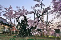 山高神代桜。