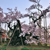 山高神代桜。