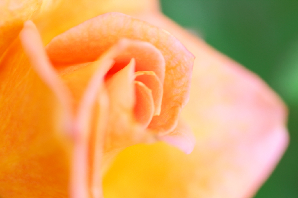 ミニ薔薇。