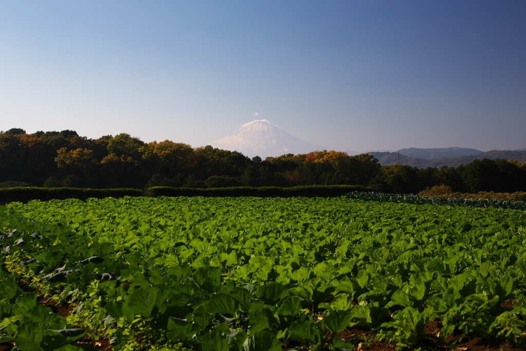 畑の緑と地元からの富士山。