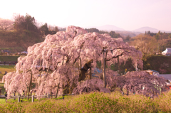 三春滝桜。