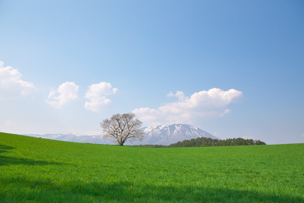 小岩井農場の一本桜。