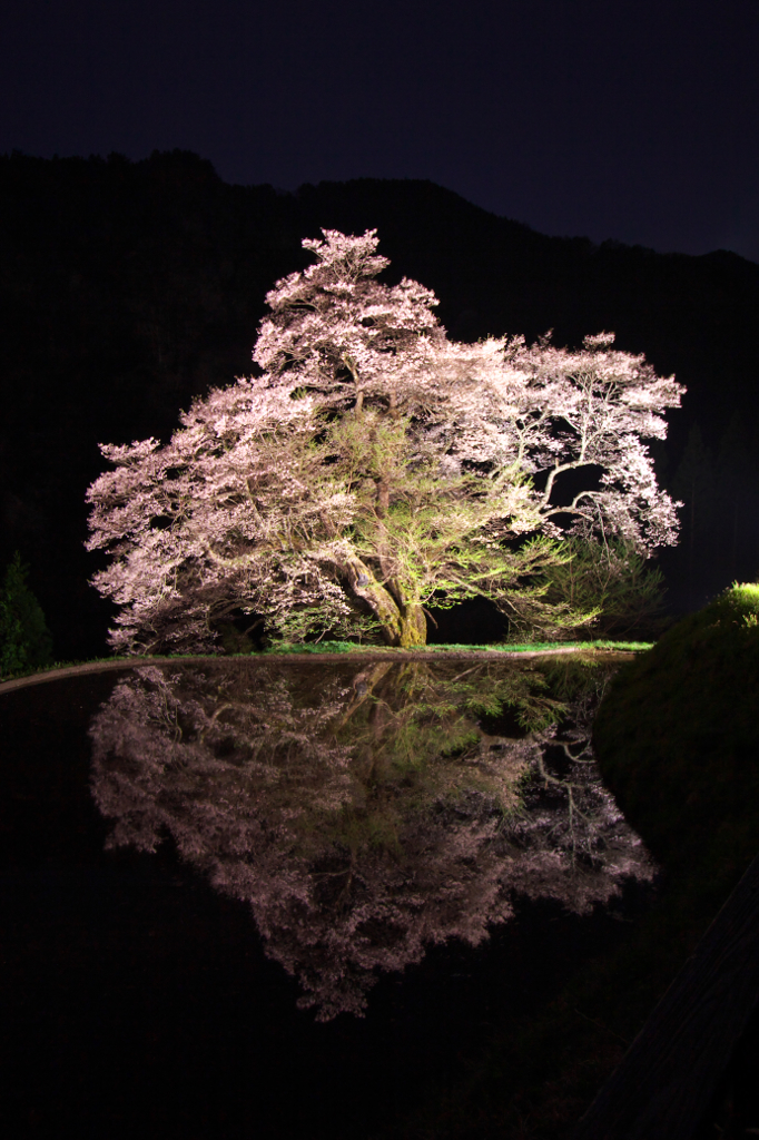 夜の桜。