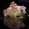 夜の桜。