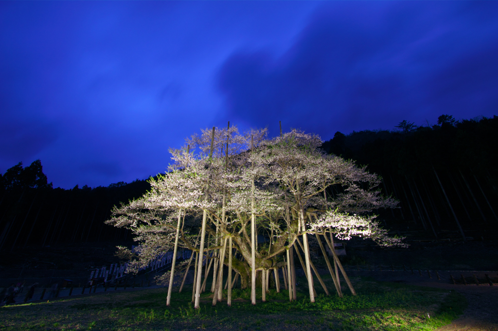 薄墨の桜。