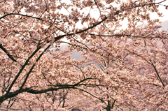 桜色。