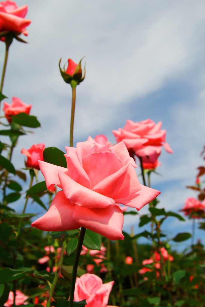 薔薇、空に向かって。