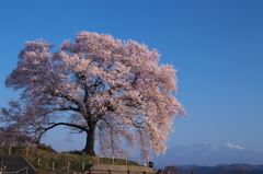 定番のわに塚の桜。