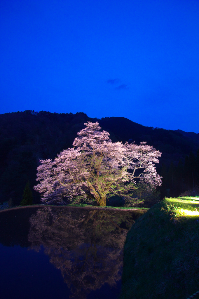 水田に写り込む桜。