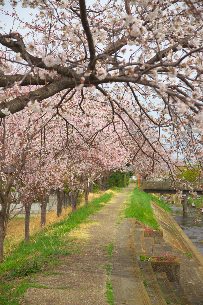 桜の道。
