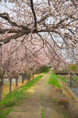 桜の道。