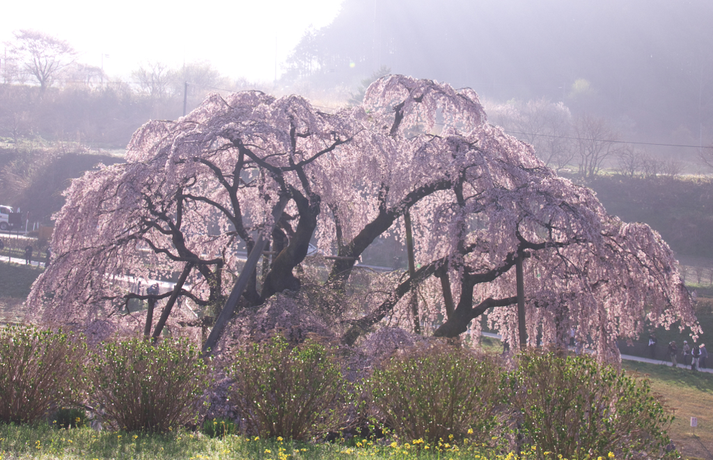 滝桜の輝き。