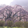 滝桜の輝き。