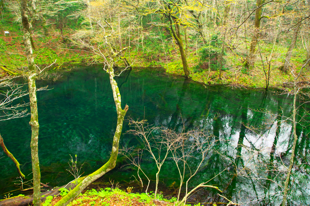 「Green pond。」のGreen色。