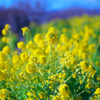 菜の花003