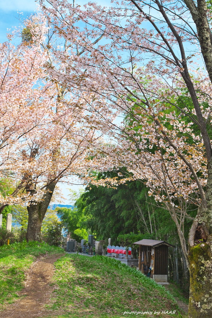 吉野を見守る。