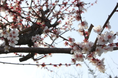 桜に負けるか