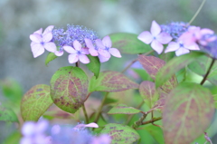 紫陽花