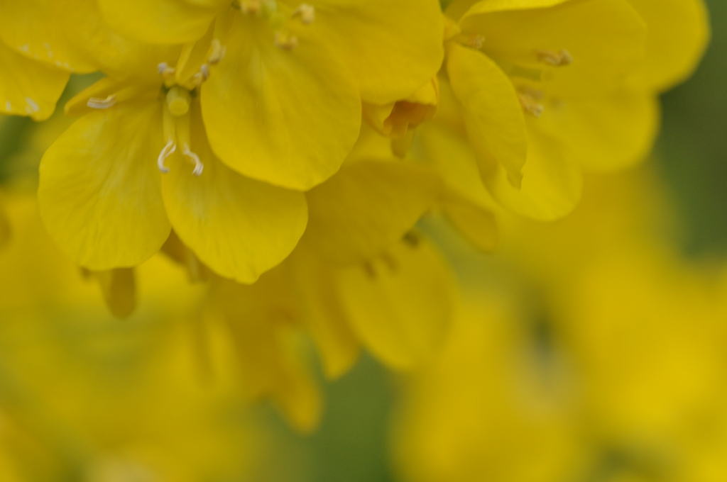 菜の花