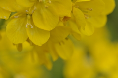 菜の花